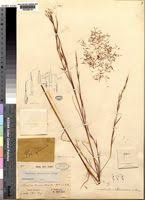 Image result for Anadelphia