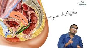 Find the perfect female private parts stock illustrations from getty images. Anatomy Of Female Reproductive System Part 1 External Female Genitalia Vagina Obg Lectures Fmge Youtube