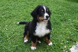 This designer breed started appearing in 2003… Bernese Mountain Dog Puppy Switzerland Puppies Charming Young Friendship Dog Pikist
