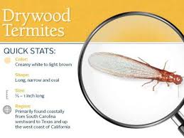 Because drywood termites consume dry wood (true to their name), frass excreted by drywood termites is dry and pellet shaped. Sacramento Residential Pest Control Rancho Cordova Termite Control