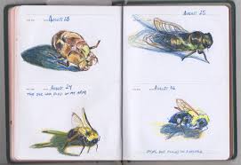 We're here with day five of your maryland cicada photos. Shell Bee Cicada Bee Sketch A Day Book Kristingjerdset