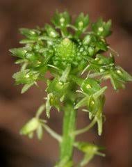 Image result for Malaxis weberbaueriana