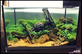 Pin By Marissa Bartlett On Planted Tank Ideas Fish Tank Themes Cool Fish Tanks Fish Tank Decorations