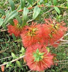 Image result for Melaleuca hypericifolia