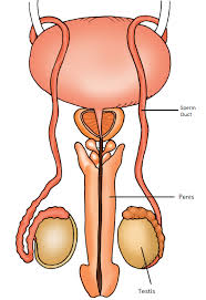 This video is a tutorial on how to draw the male figure! Solved Draw A Neat Labelled Diagram Of Male Reproductive Organ Self Study 365