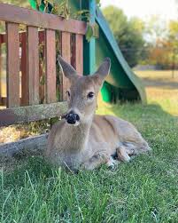 Who can resist these bright and colorful sleeping cubbies made from everything including the kitchen sink? Pet Deer Known For Bond With 2 Husky Dogs Is Seized By Indiana Authorities Wreg Com