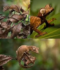 Image result for Urochloa comata