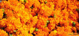 In astonishingly rapid fashion, plant stems elongate and produce large, plump buds. Marigold Loose Flower By K K International Marigold Loose Flower From Madurai Id 923028
