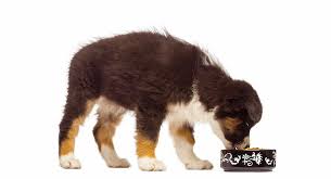 Best Food For Australian Shepherd Puppy