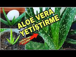Aloe vera bitkisi güneşi çok sevdiği için evinizin en çok güneş aldığı bölgeye koymanız oldukça önemlidir. Boyle Su Ver Cossunlar Aloe Vera Bitkisi Alo Vera Bakimi Aloe Vera Nasil Cogaltilir Youtube Aloe Bitki Sulama