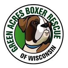 Their ancient ancestors were the assyrian empire war dogs, which can be traced back to 2500 b.c. Pets For Adoption At Green Acres Boxer Rescue Of Wi In Thiensville Wi Petfinder