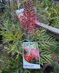 Image result for Pimpinella robynsii