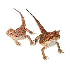 If you get one as a baby you. Bearded Dragons For Sale Buy Live Bearded Dragons For Sale Petco