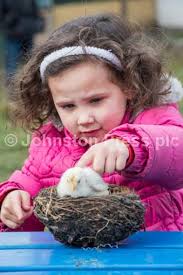 30347716-Photographer Ian Georgeson, 07921 567360 Gorgie city farm Easter  Chick emily with four year old Sophie Mya Fleming from Hutchison