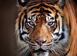 San martín de tucumán 0 vs tigre 1. Animali In Estinzione La Tigre Bella E Regale Ma Sempre Piu Rara Ohga