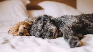 Sometimes, your puppy breathing fast isn't always a bad thing. My Puppy Breathes Fast While Sleeping Is It Normal Ebknows