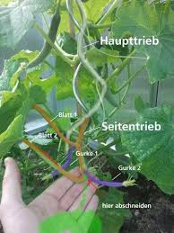 Gewachshaus Gurken Entspitzen Oder Ausbrechen Leicht Gemacht Und Einfache Rankhilfe Bauen Gurkenpflanze Garten Pflanzen Gemuse Pflanzen