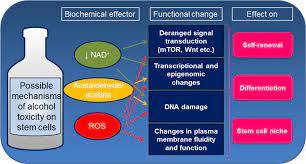 Possible Mechanisms Of Alcohol Toxicity On Stem Cell Biology Download Scientific Diagram