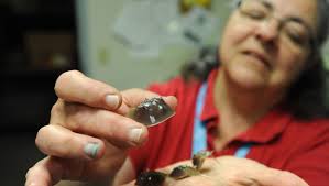 Growing horseshoe crabs from eggs boon for species