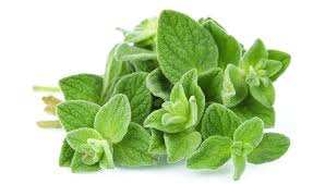 Oregano Contraindicaciones Propiedades Y Beneficios Unisima Com