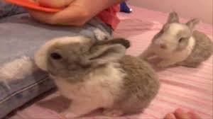 Animais Engracados Coelhinhos Lindos E Fofos Youtube Cruzada evangélica do pastor waldevino coelho, a sumidade. coelhinhos lindos e fofos