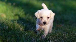 The latest tweets from @cubs Uno De Cada Cuatro Cachorros En El Reino Unido Se Adquiere Antes De Las Ocho Semanas De Vida Portalveterinaria