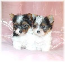 We specialize in traditional, black and tan parti color yorkies, and the rare golden parti puppies that are well socialized to make great family. Parti Yorkie Puppy For Sale Petswall