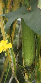 Image result for Cogniauxia podolaena