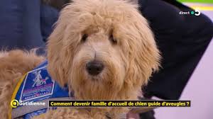 Famille d'accueil pour chien guide d'aveugles : Famille D Accueil
