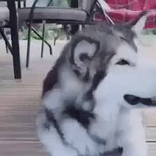 Each time the owner takes the watermelon off the dog's head, it eats off the watermelon. Watermelon Hat Dog Gifs Gifvif