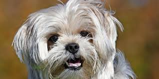 Wann ist der richtige zeitpunkt? Gesunder Hund Wird Eingeschlafert Um Mit Frauchen Beerdigt Zu Werden