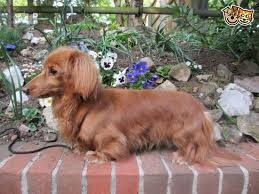 Red Miniature Long Haired Dachshund Sidcup Kent Pets4homes Dachshund Breed Long Haired Dachshund Daschund Puppies