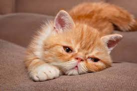 Exotic Shorthair Ozellikleri Ve Karakteri Petza