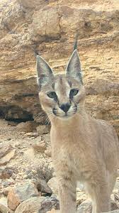 Image result for Oxyrhachis