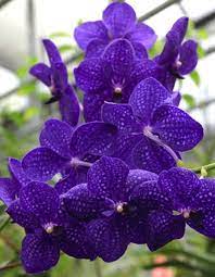 Maybe you would like to learn more about one of these? Hothouse Flower Meaning Symbolism And Colors Pansy Maiden