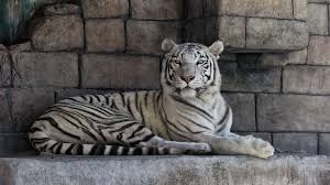 Tiger is considered as the king of all animals. Chilling Tiger In The Shadow Hd Desktop Wallpaper Widescreen High Definition Fullscreen