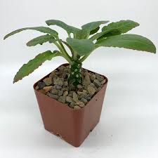Image result for Dorstenia