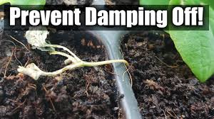 Image result for tomato seedling damping off