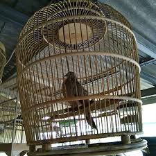 Aplikasi terbaru master kicau burung tekukur gacor panjang disertai dengan audio yang jernih dengan suara pilihan yang jernih dan begitu … Jual Burung Tekukur Atau Derkuku Kelantan Kuk 2 Langka Kota Pontianak Wijaya4store Tokopedia