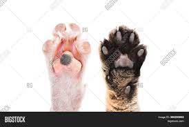 We did not find results for: Paws Cat Dog Together Image Photo Free Trial Bigstock
