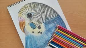 How To Draw A Budgie Speed Drawing Colored Drawing Youtube This blog is based on my youtube video, found below. how to draw a budgie speed drawing colored drawing