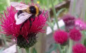 Not only do bees pollinate about a third of our food supply and crops, including fruits, vegetables, nuts, and cocoa beans, but they also make it possible to live in a sunflowers are tall with big, prolific heads that contain smaller flowers inside the circular disc. Growing Flowers For Bees Sjgardenadvice Co Uk