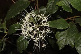 Image result for Pavetta sp. A