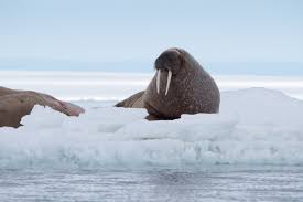 Both the arctic ocean and the southern ocean are defined by ice and dramatic shifts between endless day and endless night. 10 Facts About Arctic Sea Ice Polar Bears International