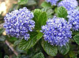 Ceanothus, commonly known as california lilac, offers almost everything a gardener could wish for in a shrub: Native Plant Spotlight Ceanothus California Lilac Evergreen Nursery