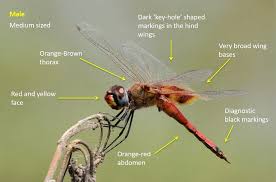 Image result for Tragiella natalensis