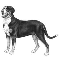 Are you looking for the best greater swiss mountain dog breeder in texas (tx)? Greater Swiss Mountain Dogs Dog Breed Info Photos Common Names And More Embarkvet