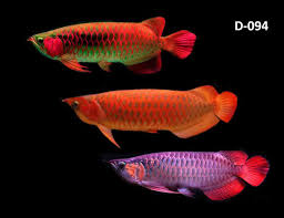 Pin Di Fish Aquariums