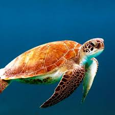WORLD TURTLE DAY - May 23, 2022 - National Today