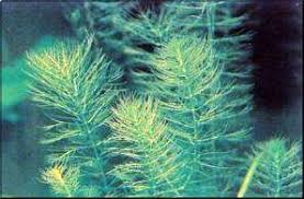 Image result for Hygrophila hippuroides